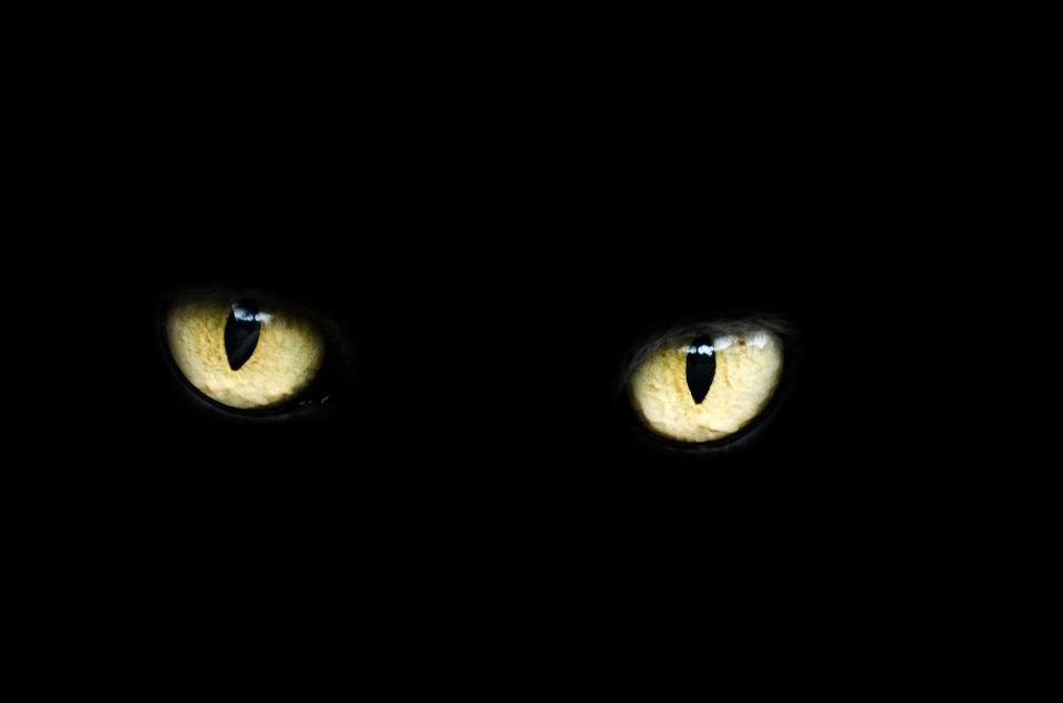 Are You Afraid Of Black Kats? This May Be Why…