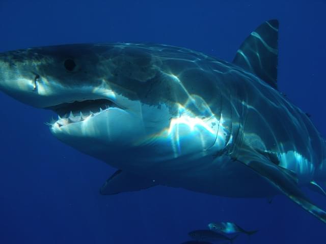 40 Great White Sharks Spotted in Aptos / Santa Cruz