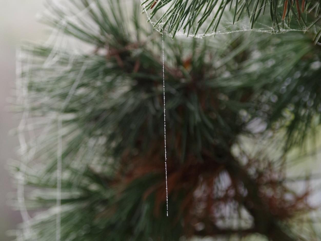 There Could Be Thousands of Bugs On Your Fresh Christmas Tree!!