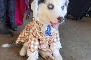 pet costume 8