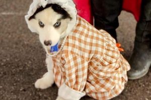 pet costume 18