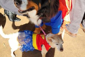 pet costume 26