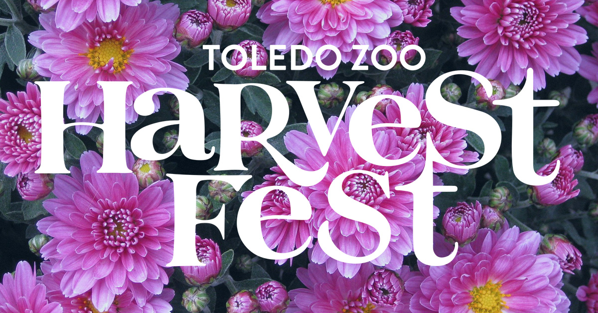 Toledo Zoo: Harvest Fest