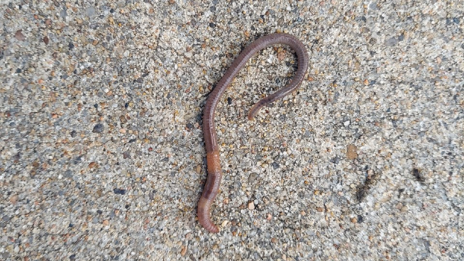 Invasive ‘Jumping Worms’ Spotted In Kansas