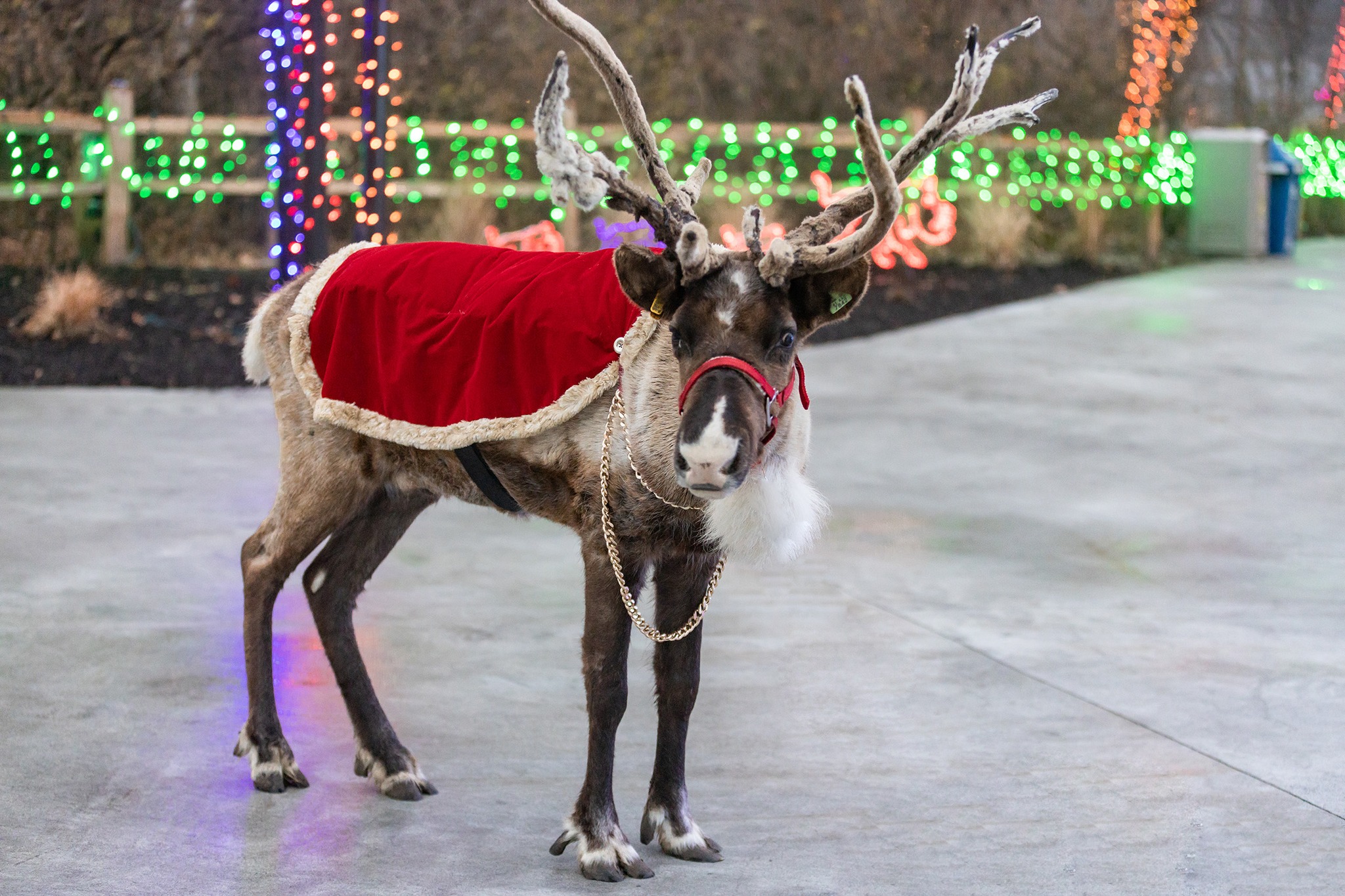 Topeka Zoo Announces Special Dates for Zoo Lights and a Visit from Santa’s Reindeer