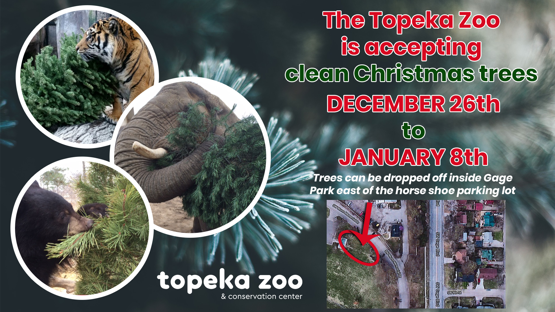 Topeka Zoo Welcomes Used Christmas Trees for Animal Enrichment