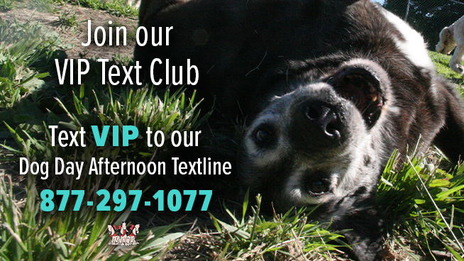 Join Our VIP Text Club
