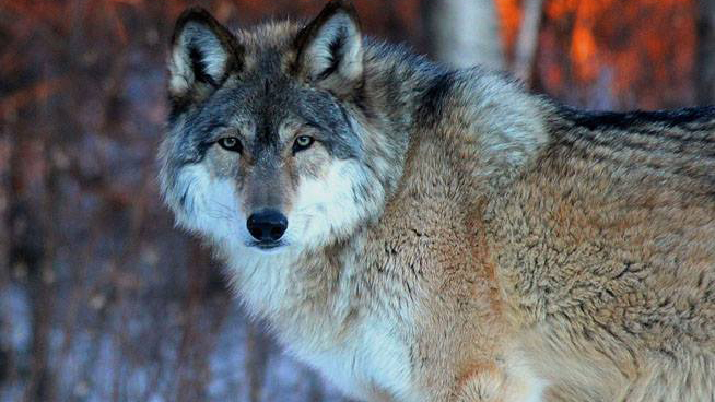 The Future of Wolves Revealed By Expert at The Topeka Zoo