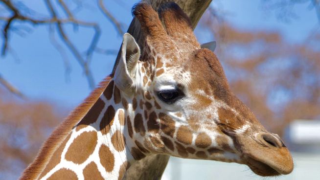 Abi Is Ready – Get On Baby Watch With The Topeka Zoo