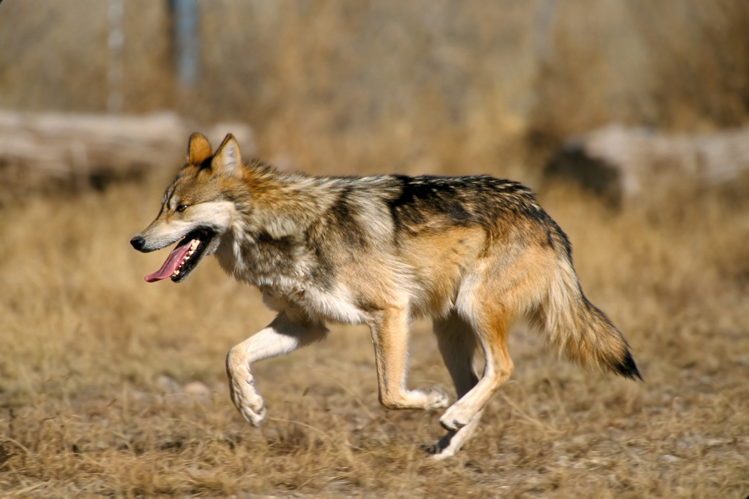 Record number of wolf pups