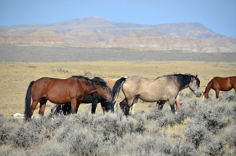 Wild horse problem