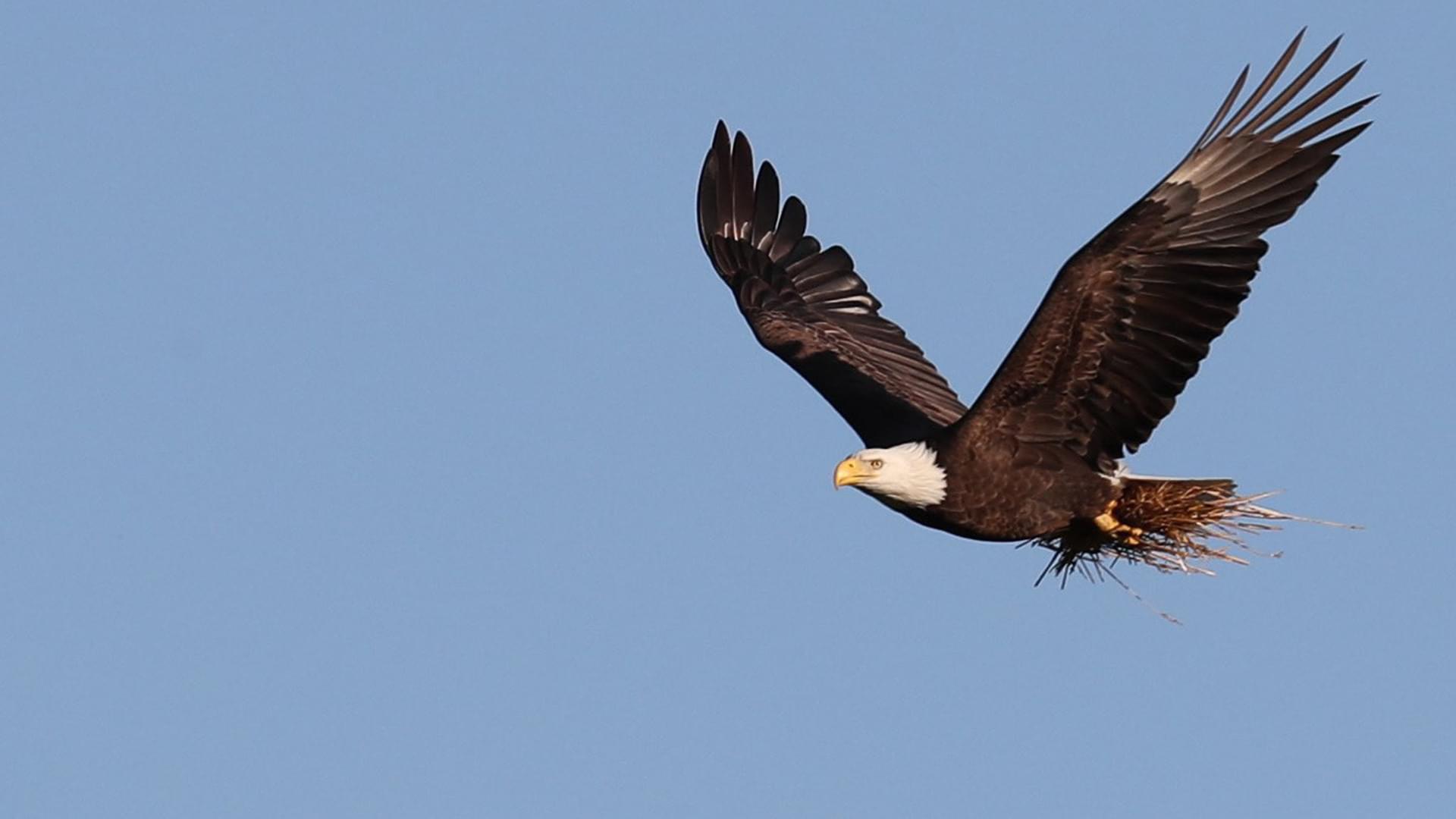 Eagle Photos