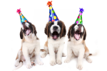 This Hotel Will Send Puppies And Wine To Your Room
