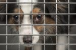 Foster A Pet While You’re Stuck At Home Social Distancing!