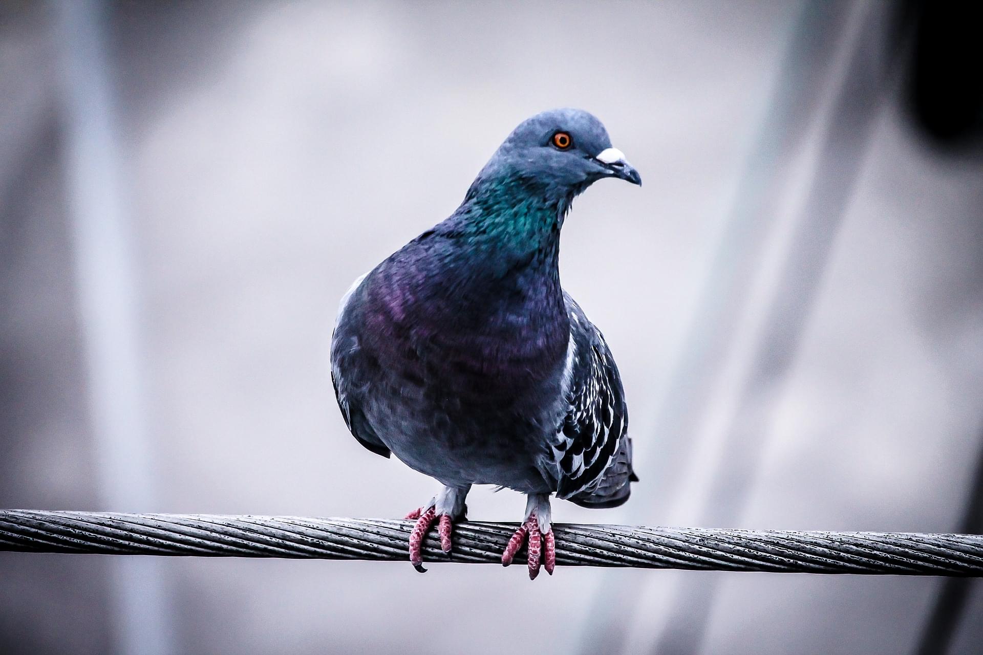 Pigeon Called “One Of The Best Ever” Sold At Auction For Over $1 Million [Photo]
