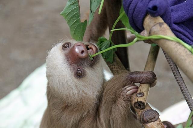 The New Sloth Exhibit At The Indianapolis Zoo Opens Memorial Day Weekend