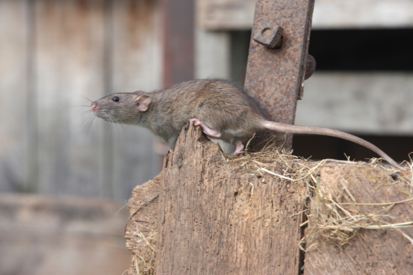 These Are The “Rattiest” Cities In The US [LIST]