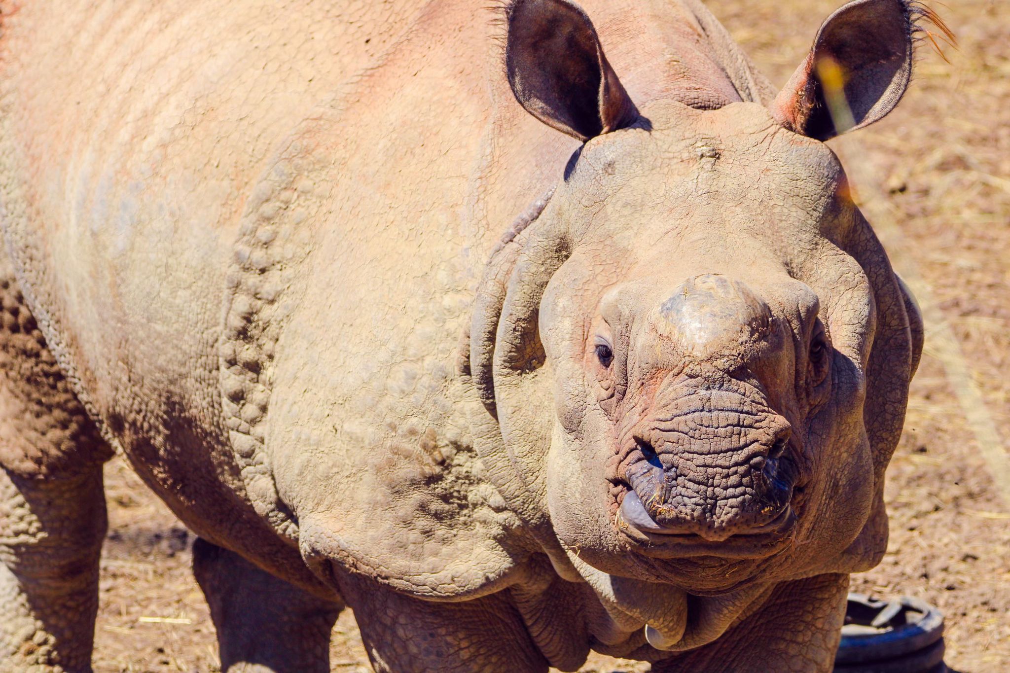 Rhino escapes enclosure at Omaha zoo