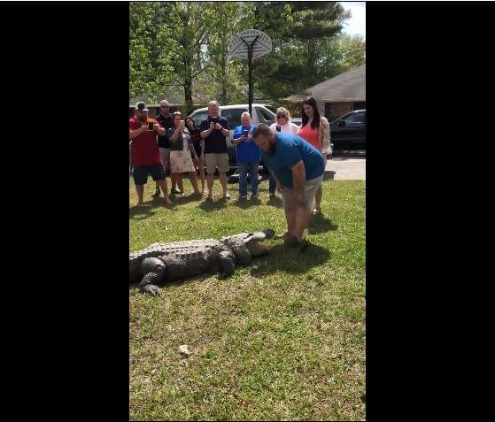 Couple Uses Real-Live Alligator for Baby’s Gender Reveal