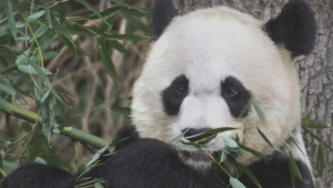 San Francisco Zoo To Receive Giant Pandas from China