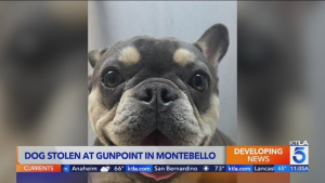 California Family’s French Bulldog Stolen at Gunpoint