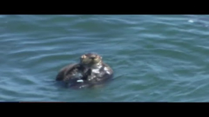 Aggressive Otter Returns to Santa Cruz