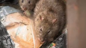 Rats Swarming Vallejo Ferry Terminal