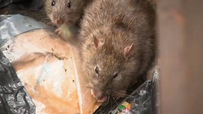 Rats Swarming Vallejo Ferry Terminal