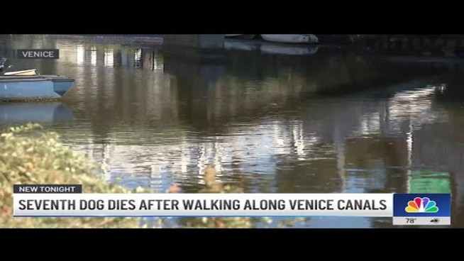 7th Dog Dies as Mystery Illness Continues to Sweep Venice
