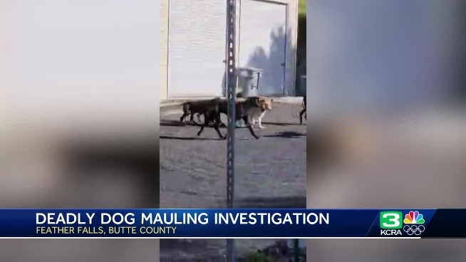 Great Danes Euthanized After Deadly Mauling in Butte County