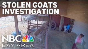 Sonoma County Sheriff Seeks Help Finding Three Stolen Goats