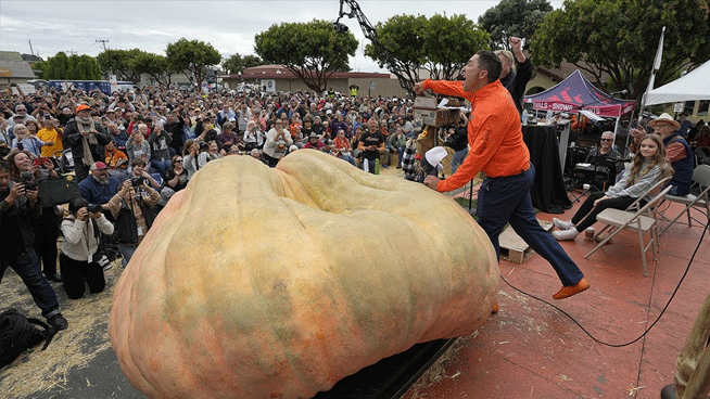 Minnesota’s Travis Gienger Wins 2024 Half Moon Bay Pumpkin Weigh-Off with 2,471-Pound Gourd