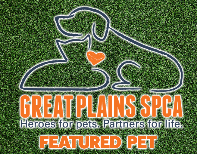 Lend a PAW – Adopt a PET from the SPCA