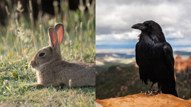 Is This A Rabbit Or A Raven? Bizarre Optical Illusion Confusing The Internet