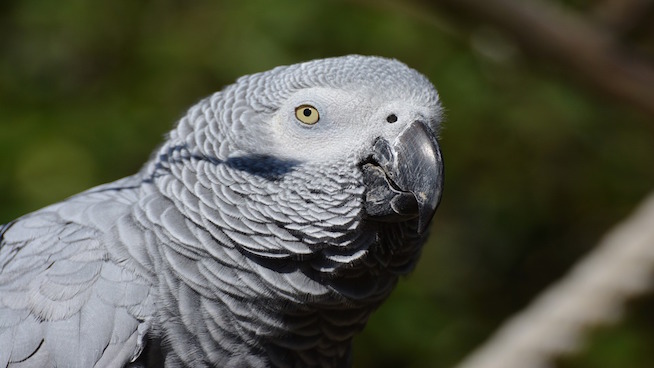 A parrot was used to help solve a murder case in Michigan