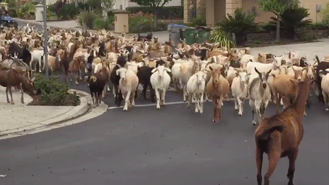 Herd of 200 goats escape and roam streets of San Jose