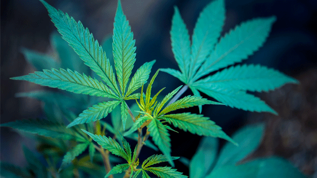 Can marijuana prevent COVID-19?