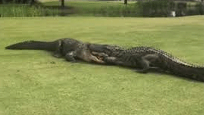 Carl Spackler narrates golf course gator fight