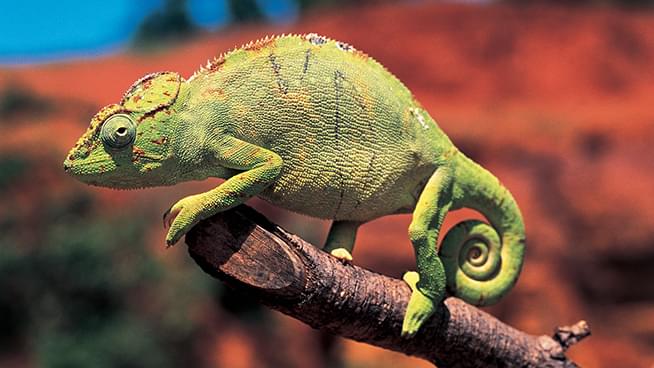 This Tiny Little Chameleon Has Giant What?