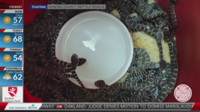 ‘Snake & Doodie’: California Family Finds 100 Rattlesnakes Living Under Home, Inspires KC & The Sunshine Band Parody Jam