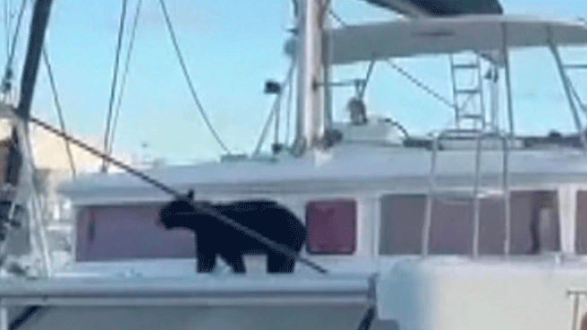 Black Bear Chills On A Boat At Florida Yacht Club