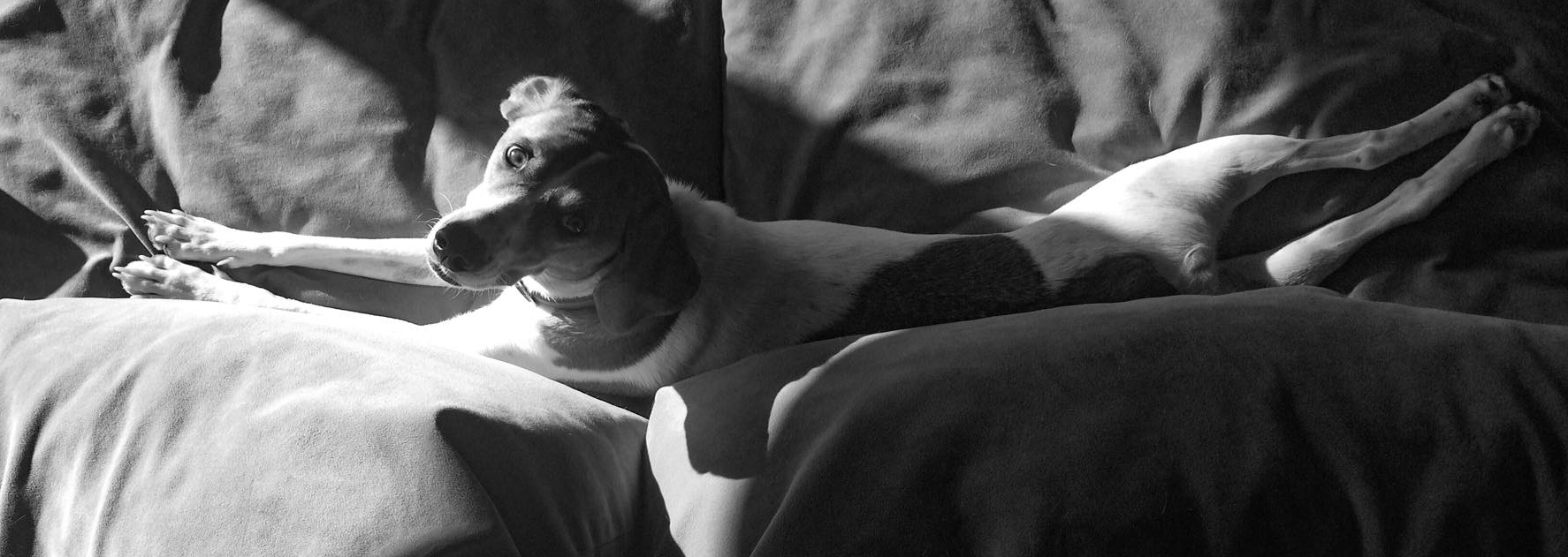 70th pet pic