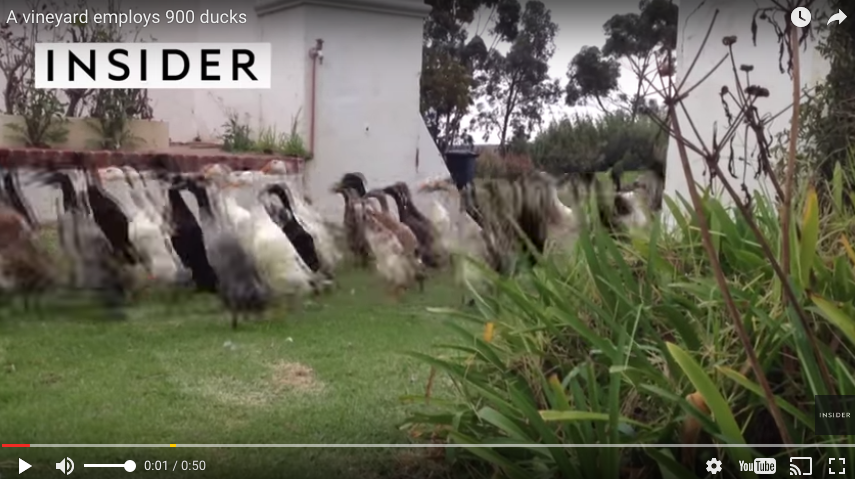 These Ducks Are RUNNING To Work!