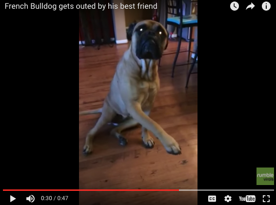 This Dog Threw His Buddy Under The Bus