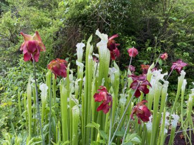 AUG 30 – Carnivorous Plant Sale