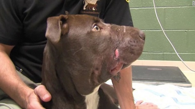GOOD NEWS: Vets Have High Hopes for Dog Found With Muzzle Taped Shut