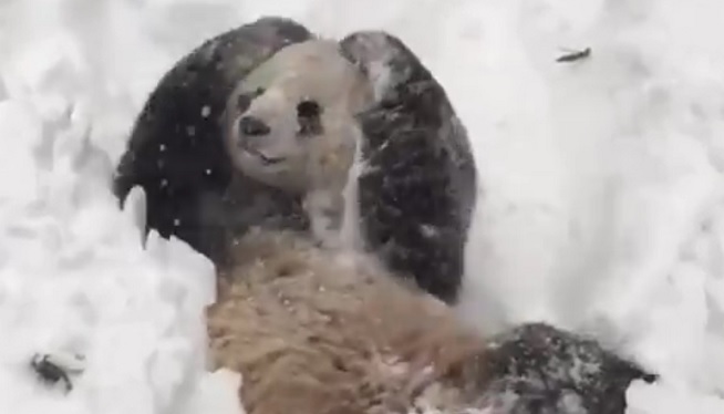 Panda, Others Find Major Winter Storm Bearable
