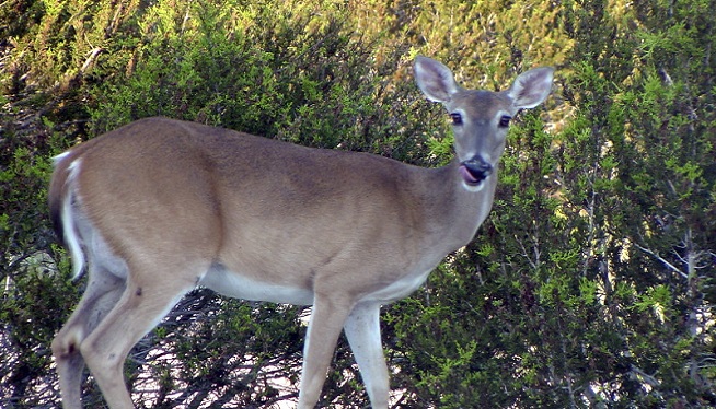 LISTEN: Deer Mating Season Is Here – Time To Watch Out For Randy Bambis