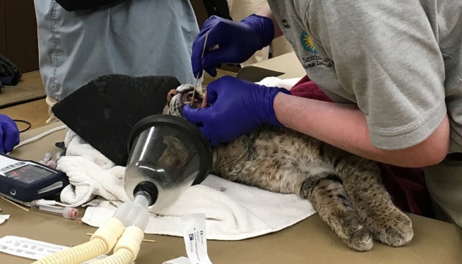 Vet Gives Ollie the Bobcat a Clean Bill of Health