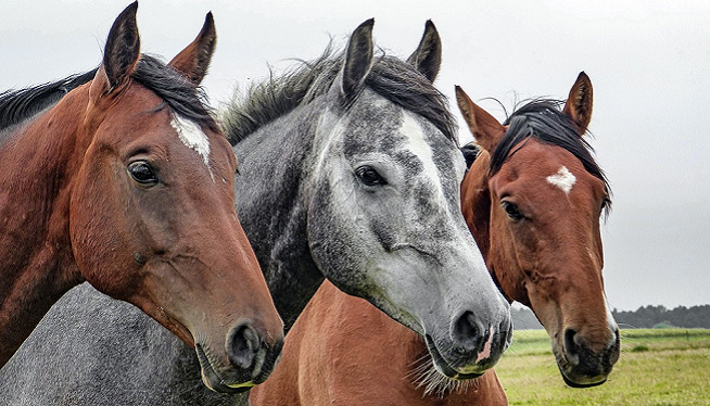 LISTEN: Horses Traveling Through Dulles Airport? It Could Happen by 2019